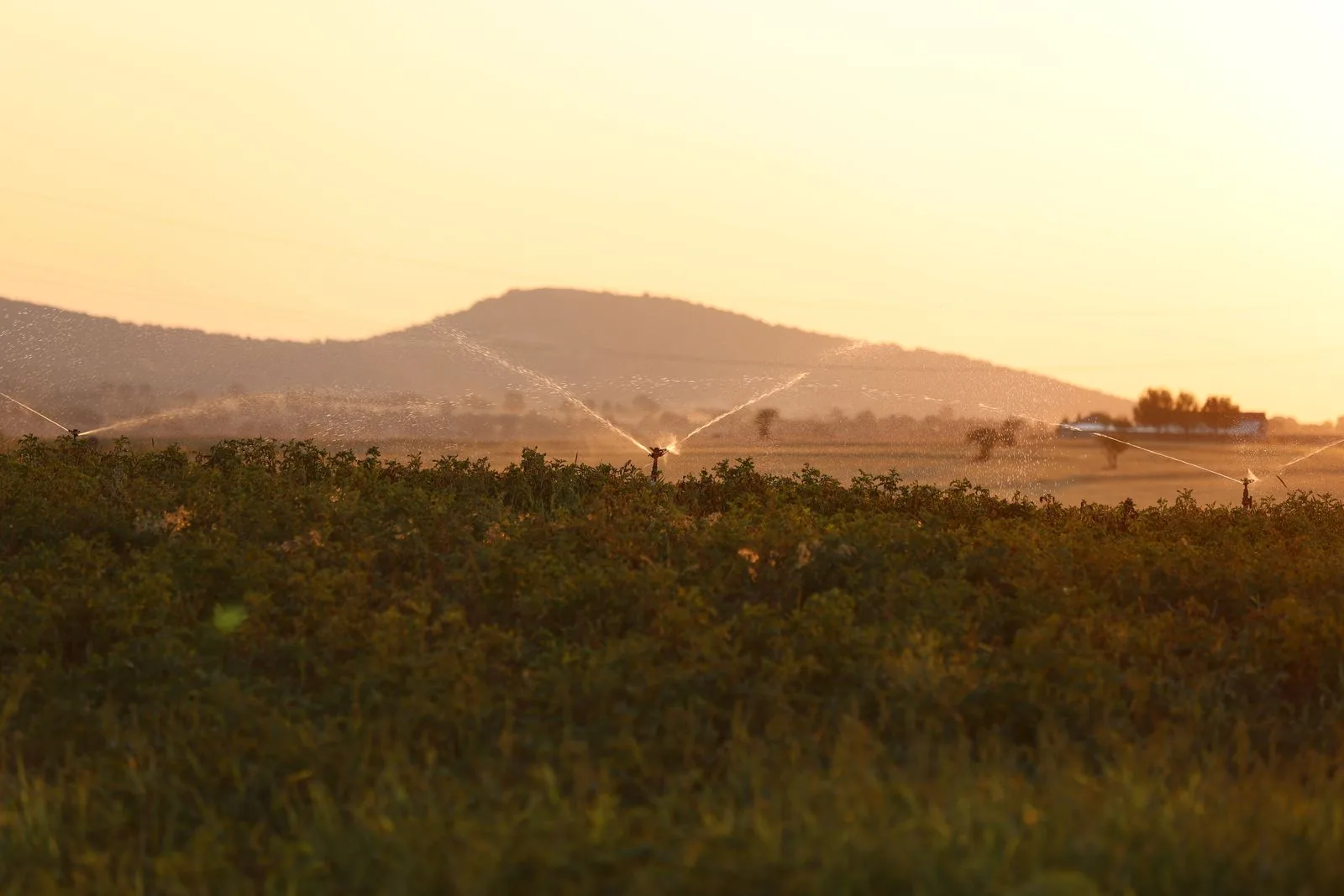Aspersores regando un campo al atardecer